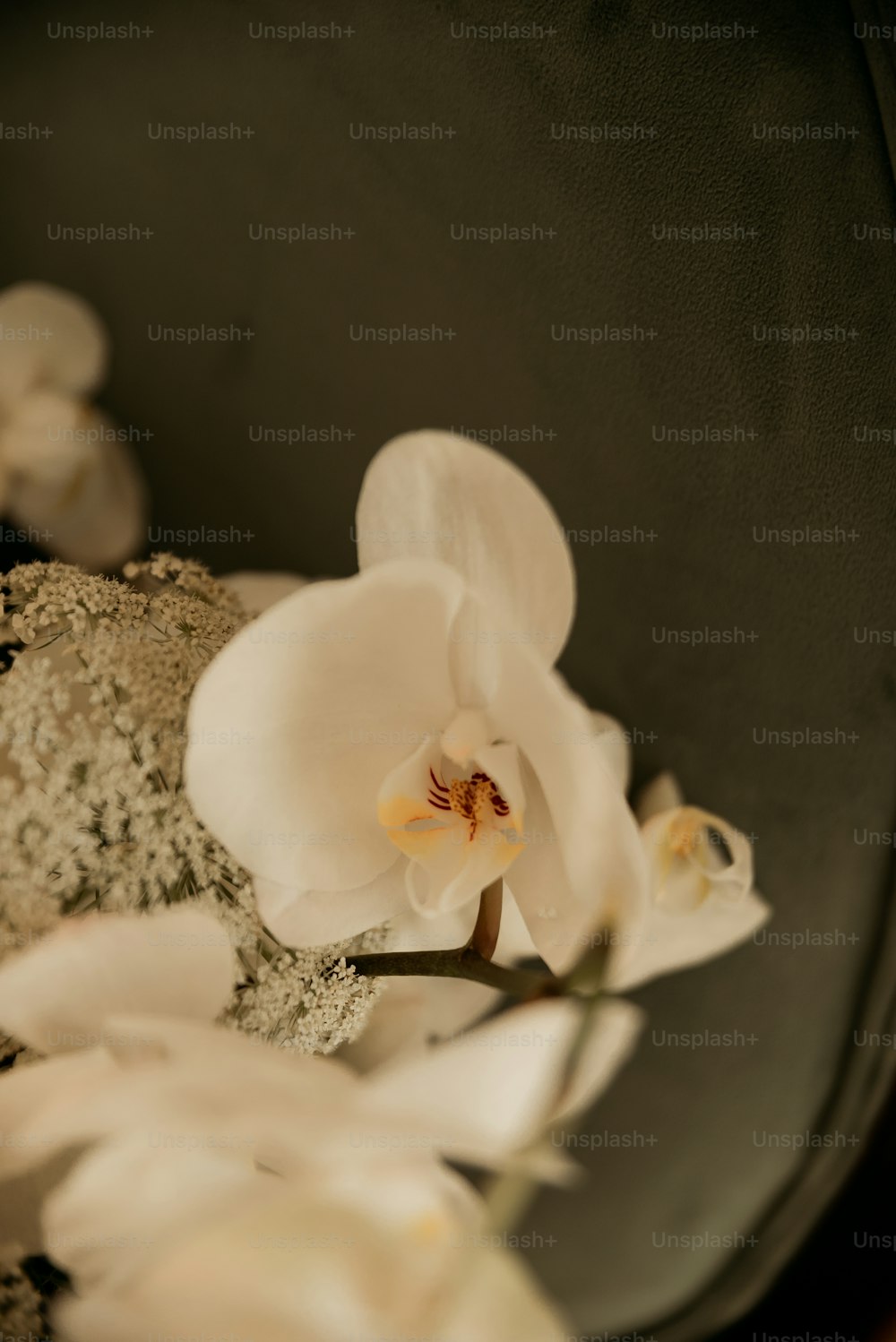 um close up de uma flor branca em uma mesa