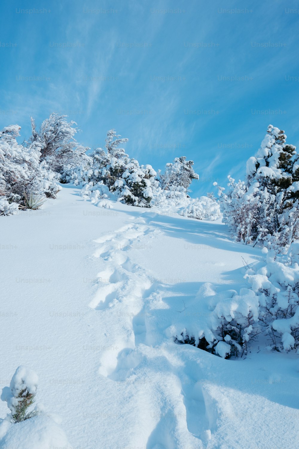 eine Spur im Schnee mit Bäumen im Hintergrund