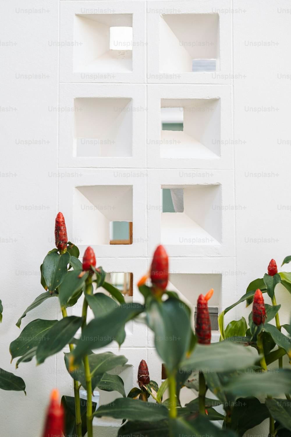 흰 벽 앞에 붉은 꽃이 핀 식물