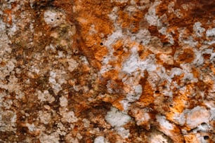 Eine Nahaufnahme eines Felsens, auf dem Flechten und Moos wachsen