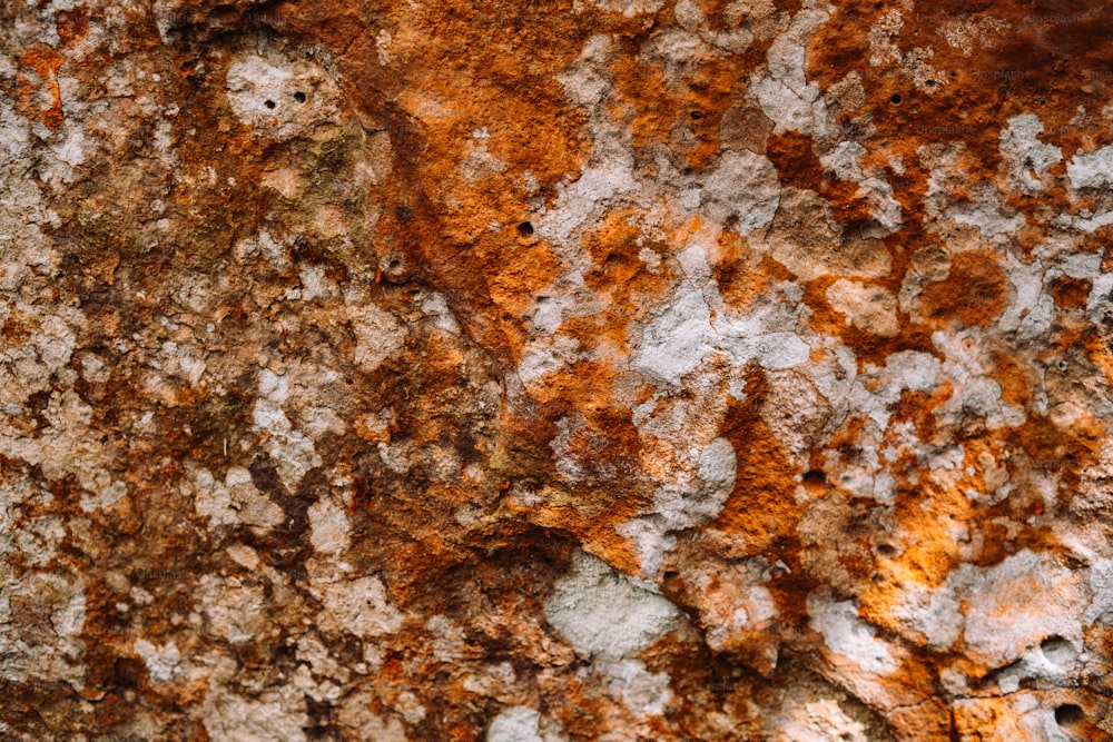 un gros plan d’un rocher avec du lichen et de la mousse qui poussent dessus