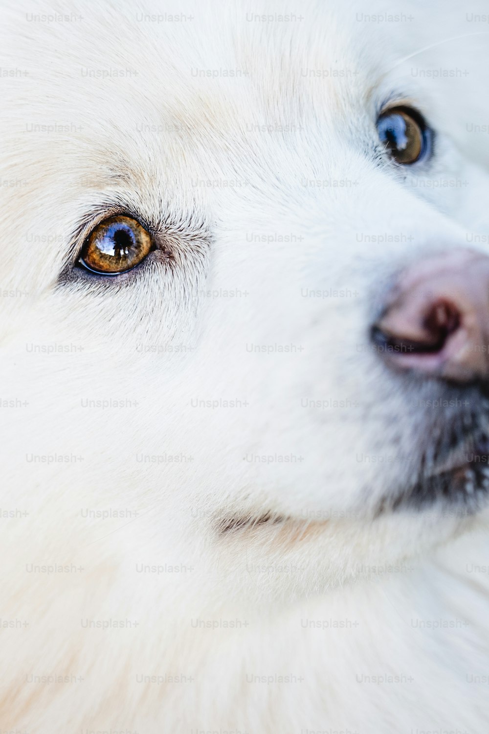 a close up of a white dog's face