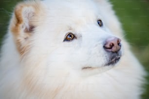 Un primo piano di un cane bianco con gli occhi marroni