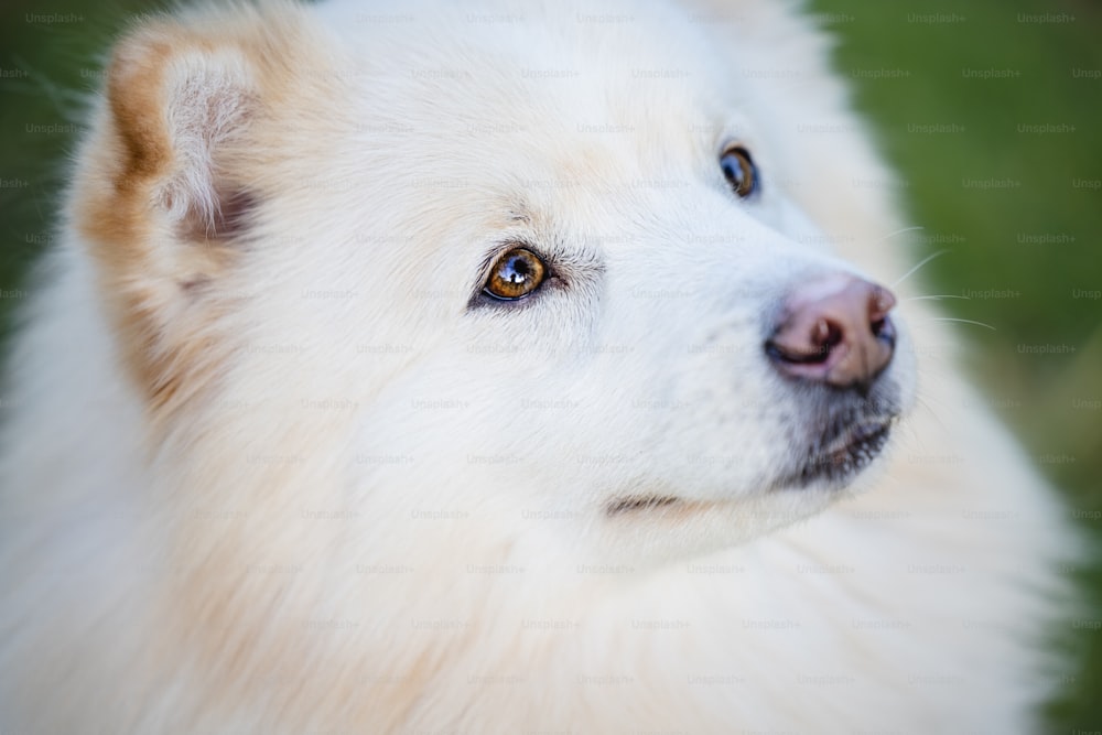 Un primo piano di un cane bianco con gli occhi marroni