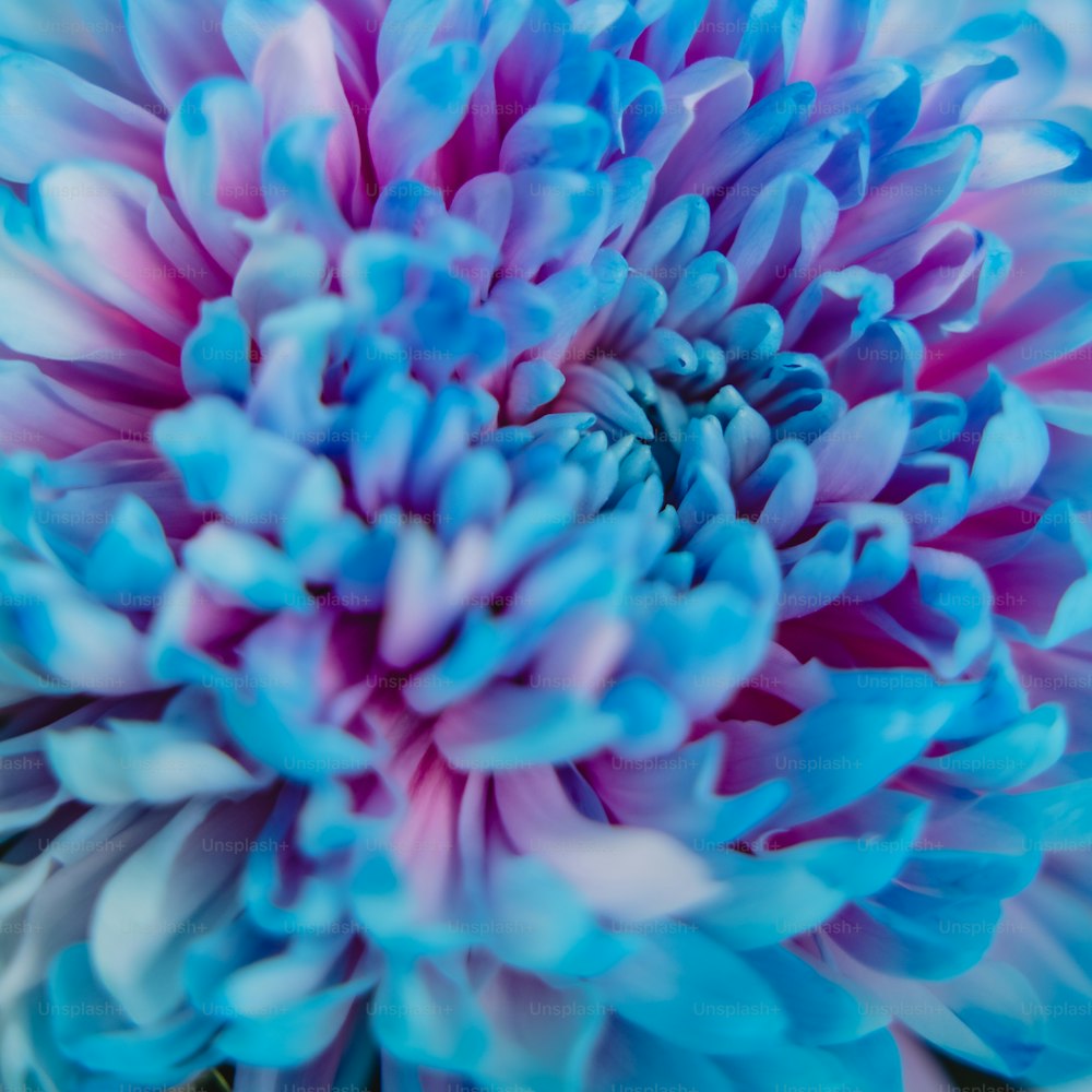 a close up of a blue and pink flower
