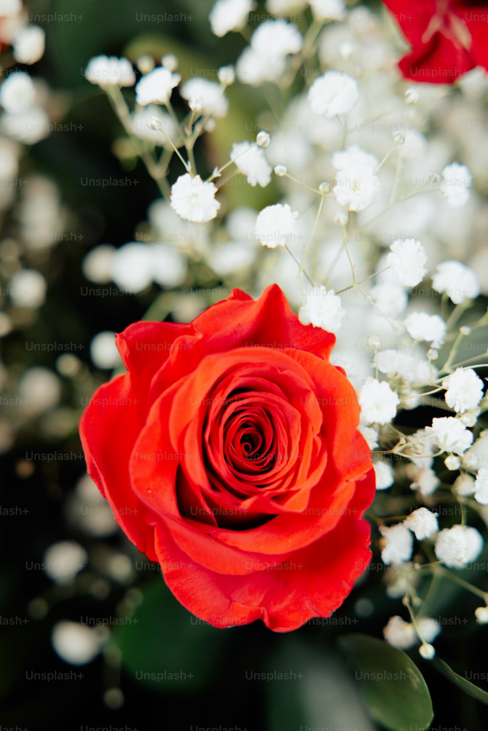 a close up of a red rose and white flowers