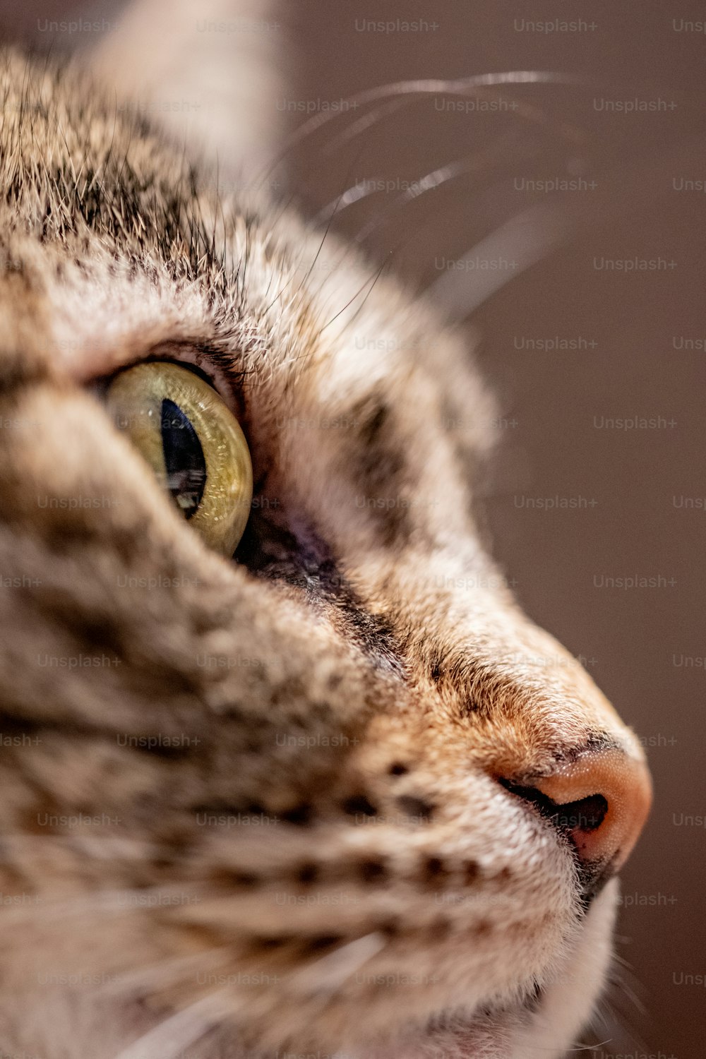 um close up do rosto de um gato com um fundo desfocado