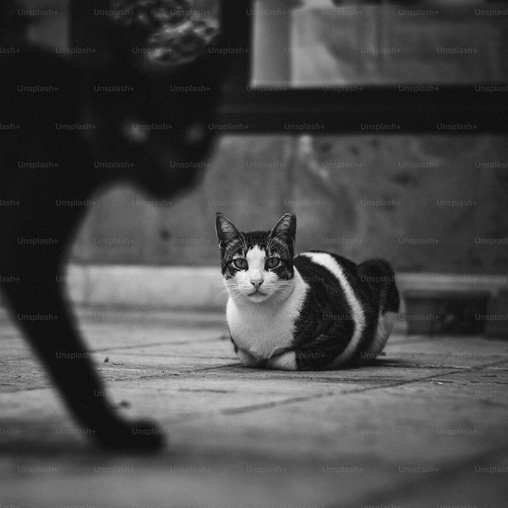 un chat noir et blanc et un chat noir et blanc