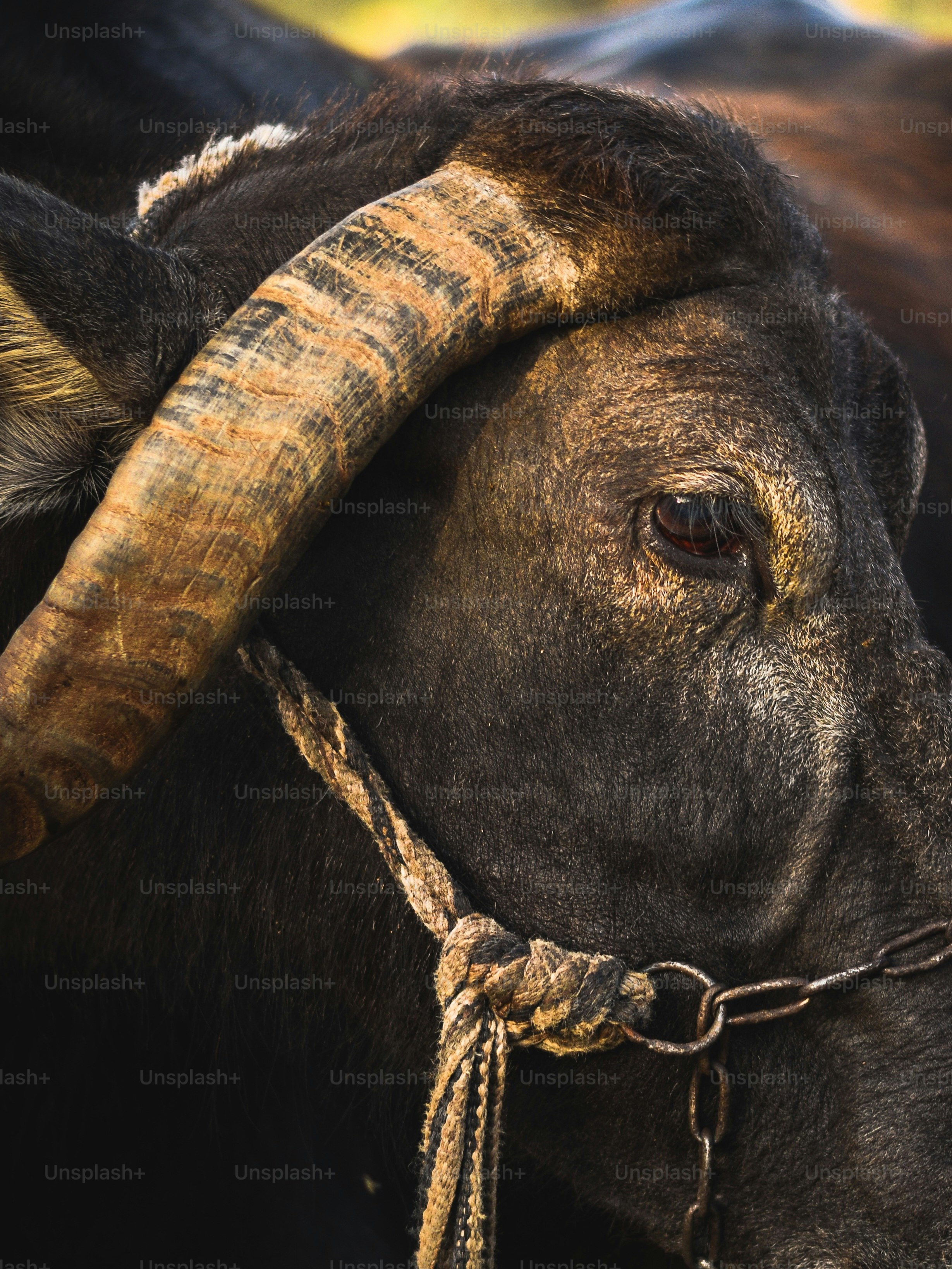 Un primer plano de una vaca con un cuerno largo