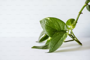 a close up of a green plant with leaves