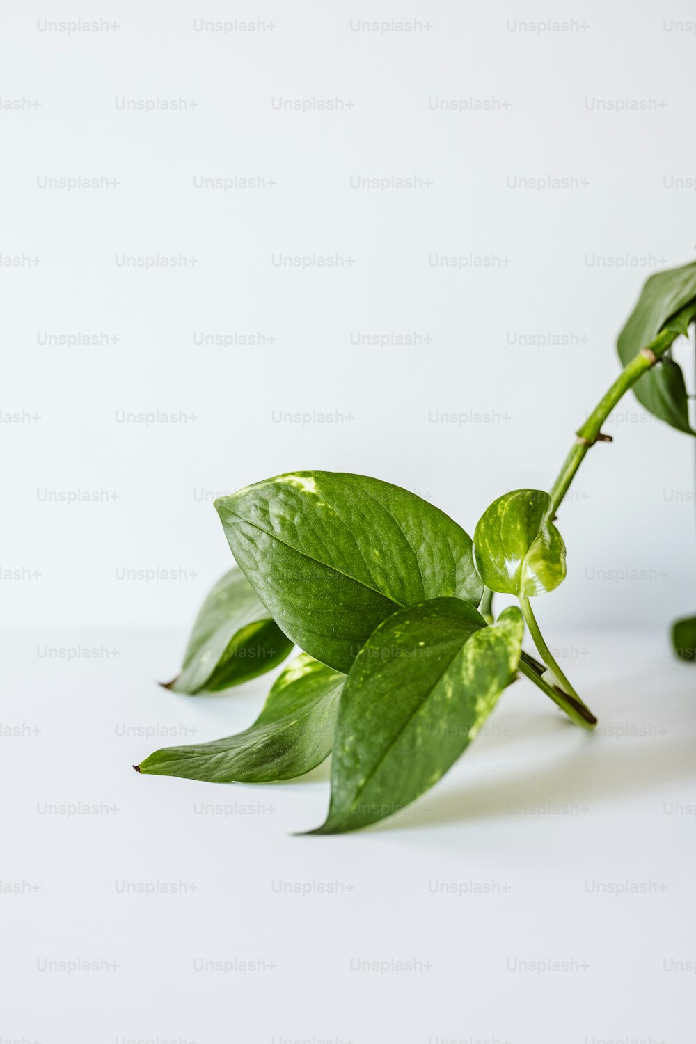 una pianta con foglie verdi su una superficie bianca