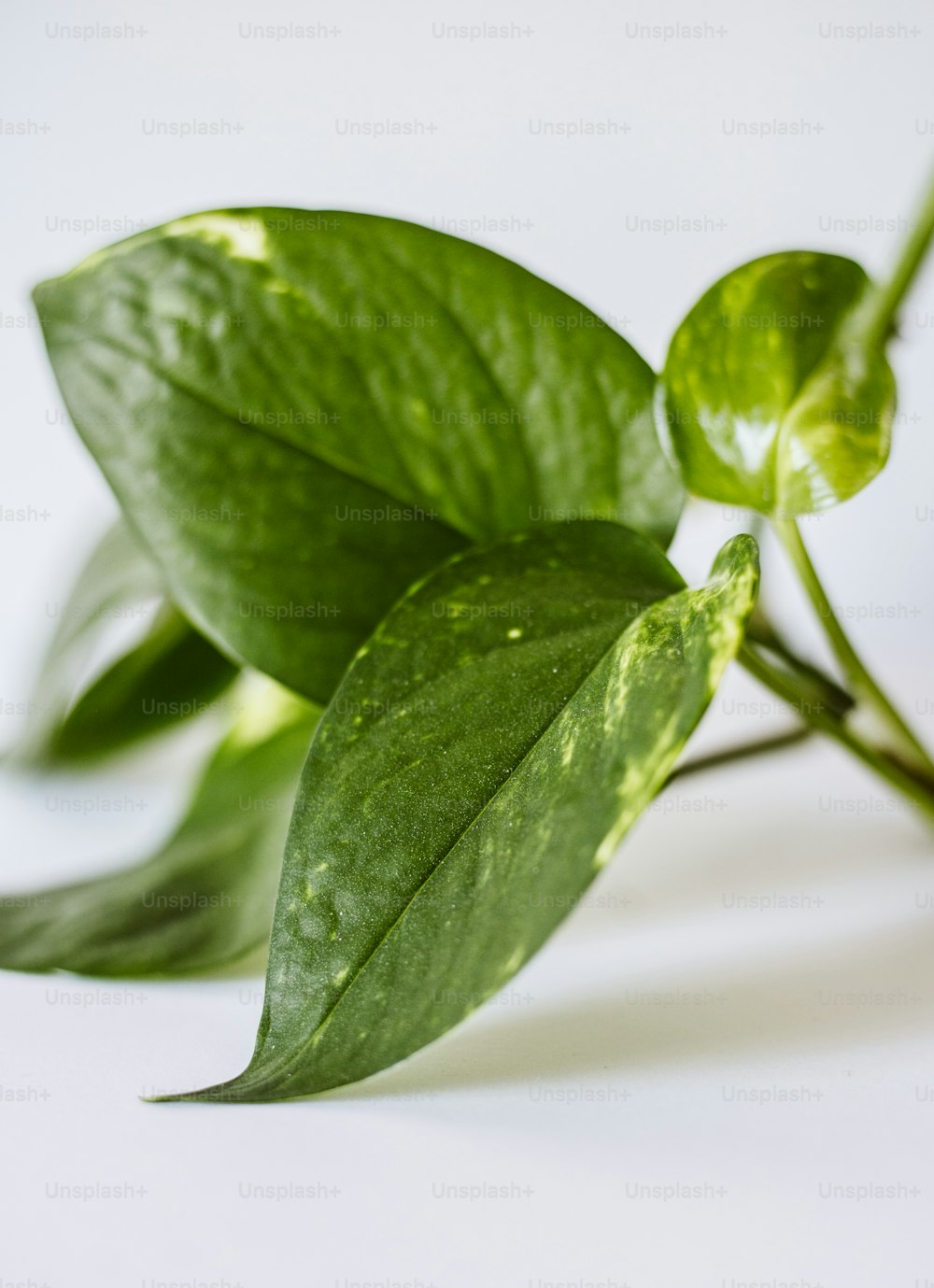 a close up of a green plant with leaves