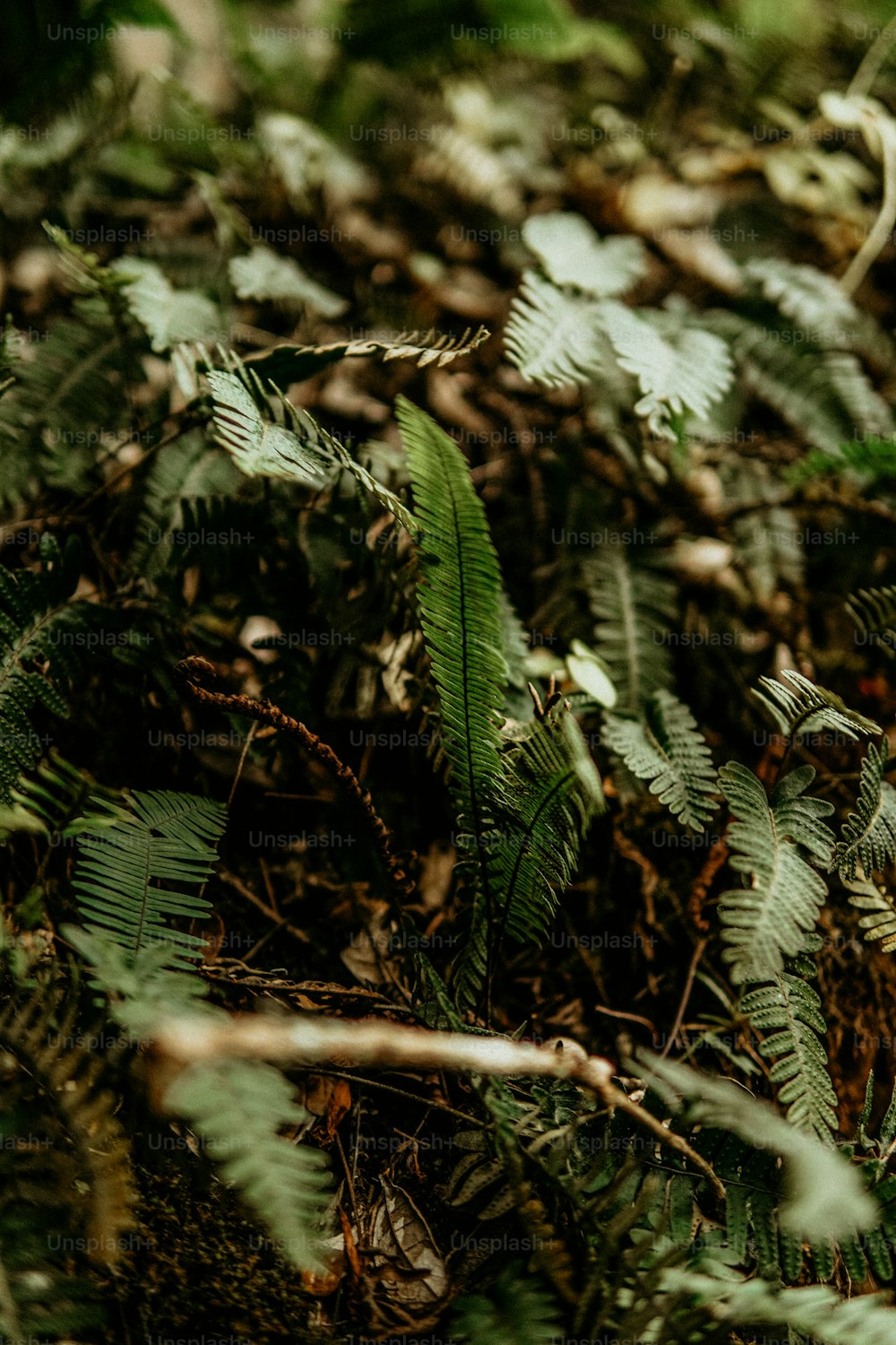 un primo piano di un mazzo di foglie sul terreno