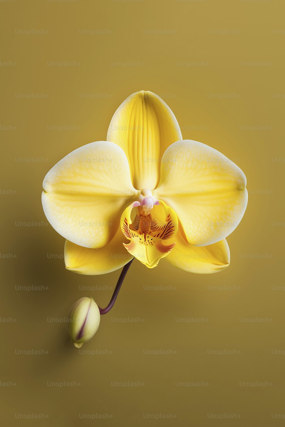a single yellow flower on a brown background