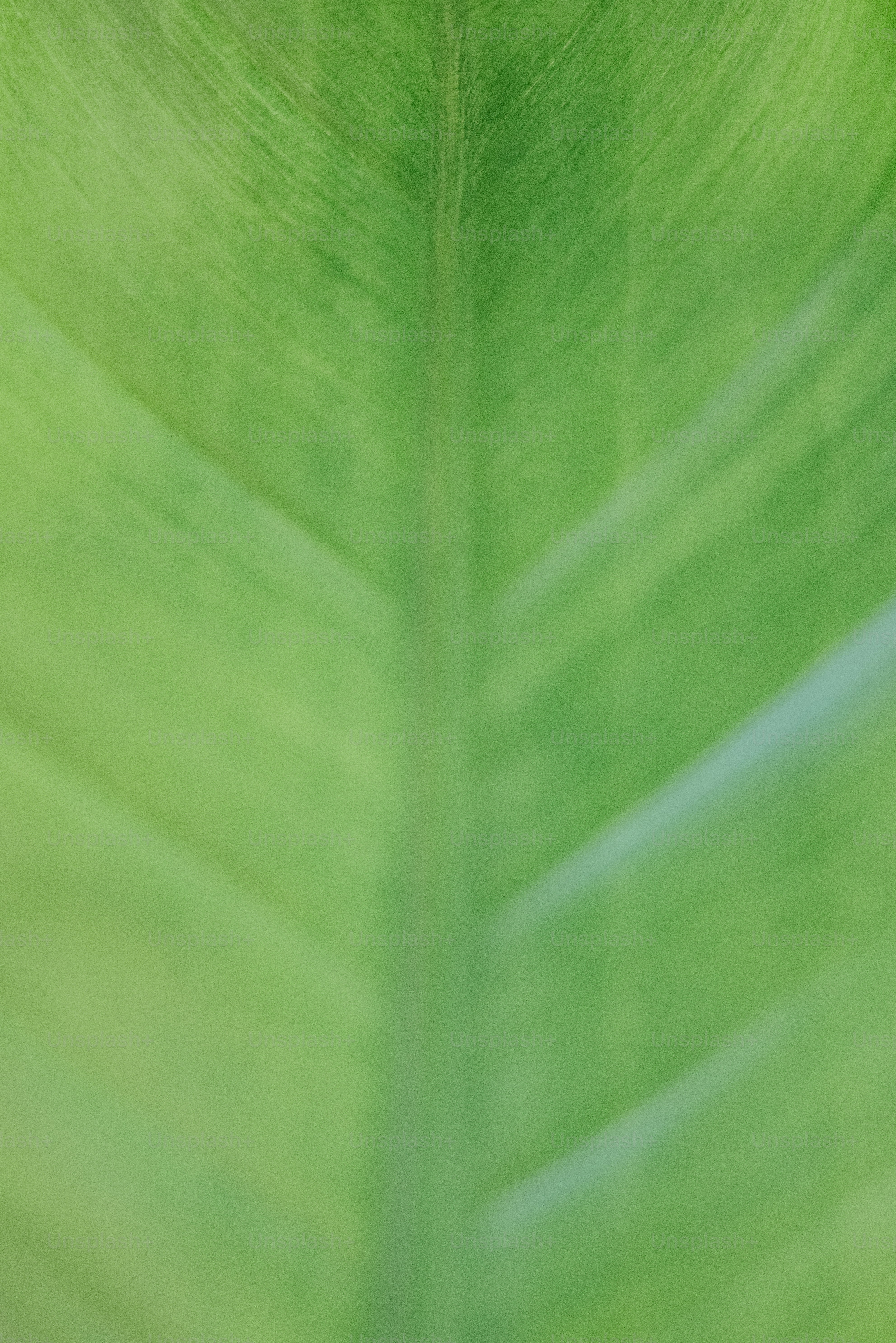Un primer plano de una gran hoja verde