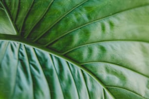 a close up of a large green leaf