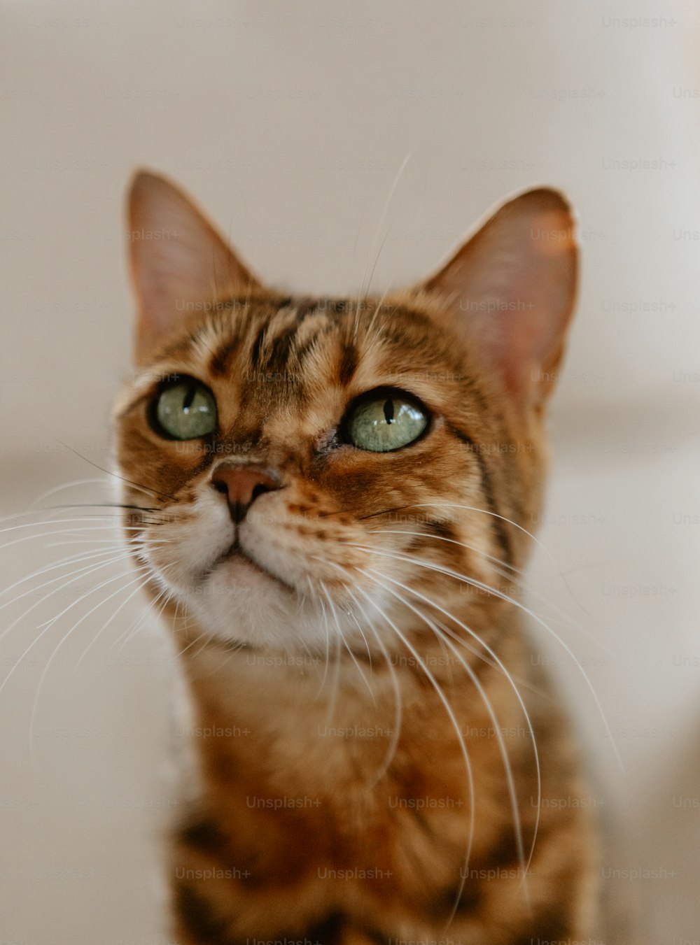 Un primo piano di un gatto con gli occhi verdi