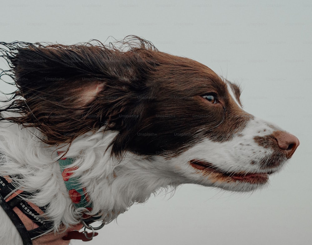 a close up of a dog with wet hair