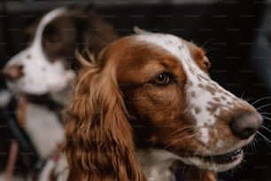 a brown and white dog sitting next to a brown and white dog