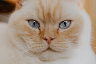 a close up of a cat with blue eyes