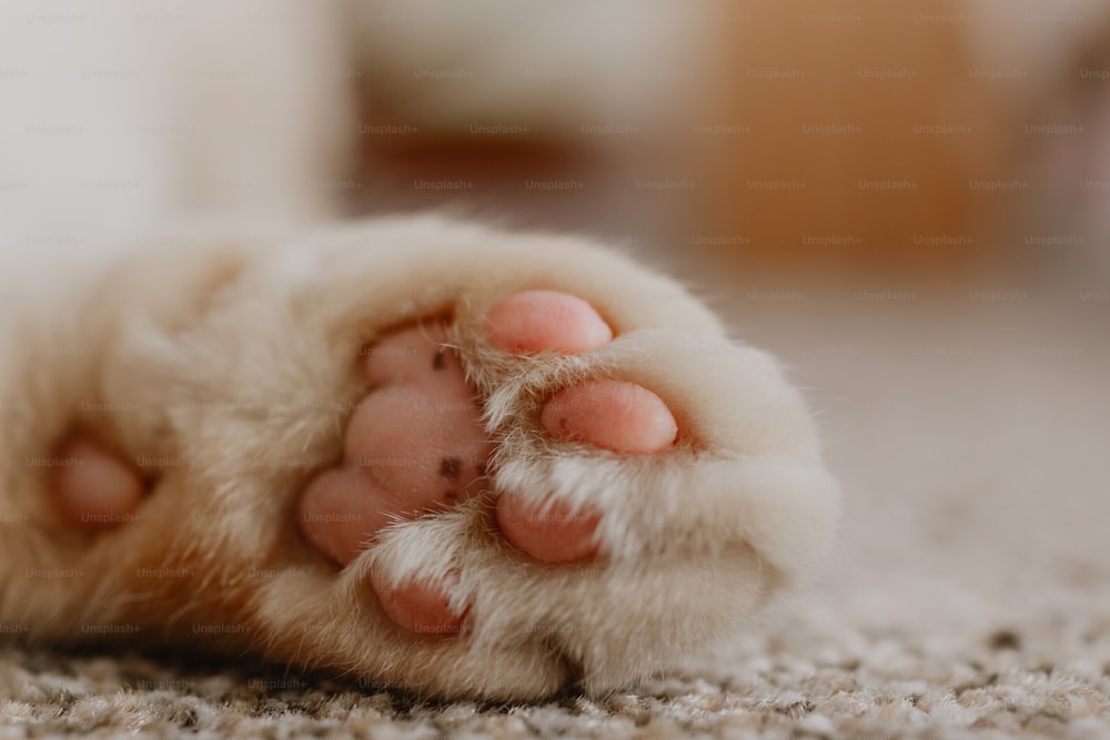 a close up of a cat's paw with it's paw on the