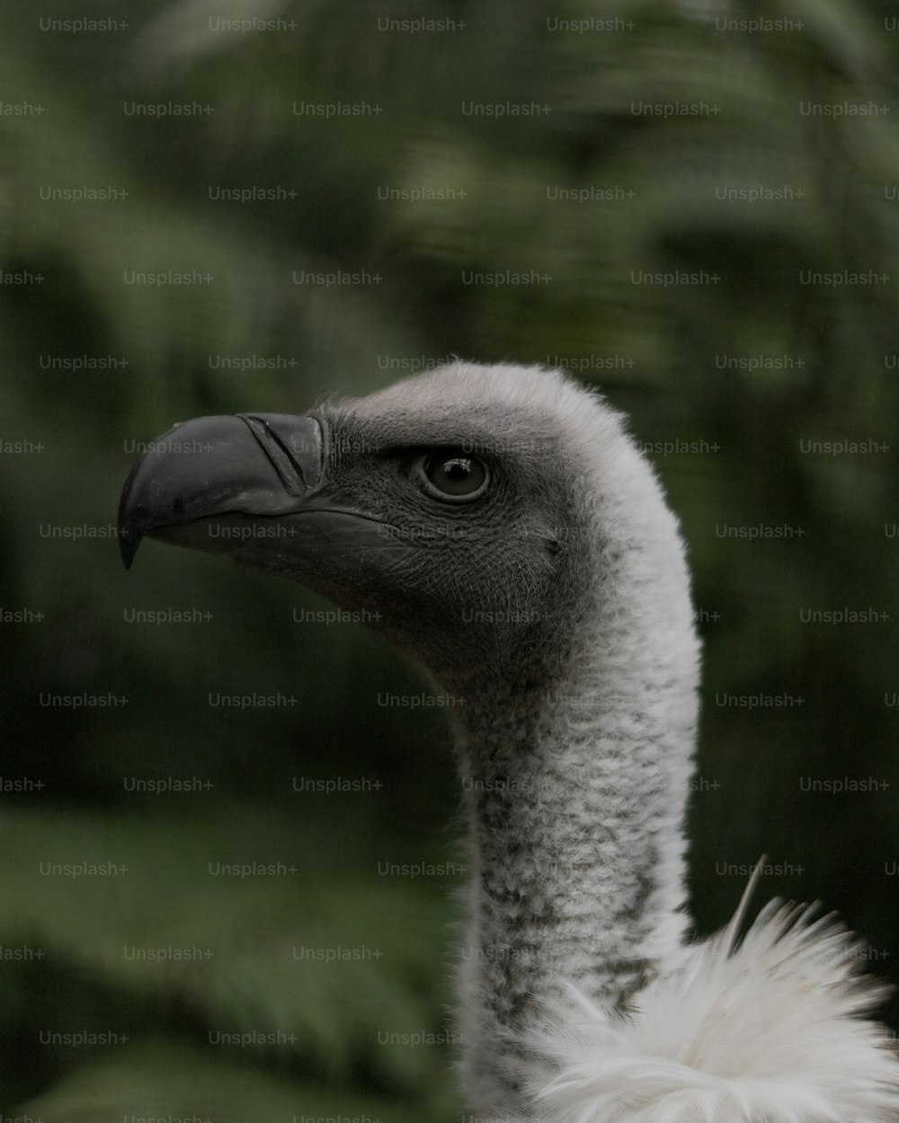 un gros plan d’un oiseau avec un arrière-plan flou