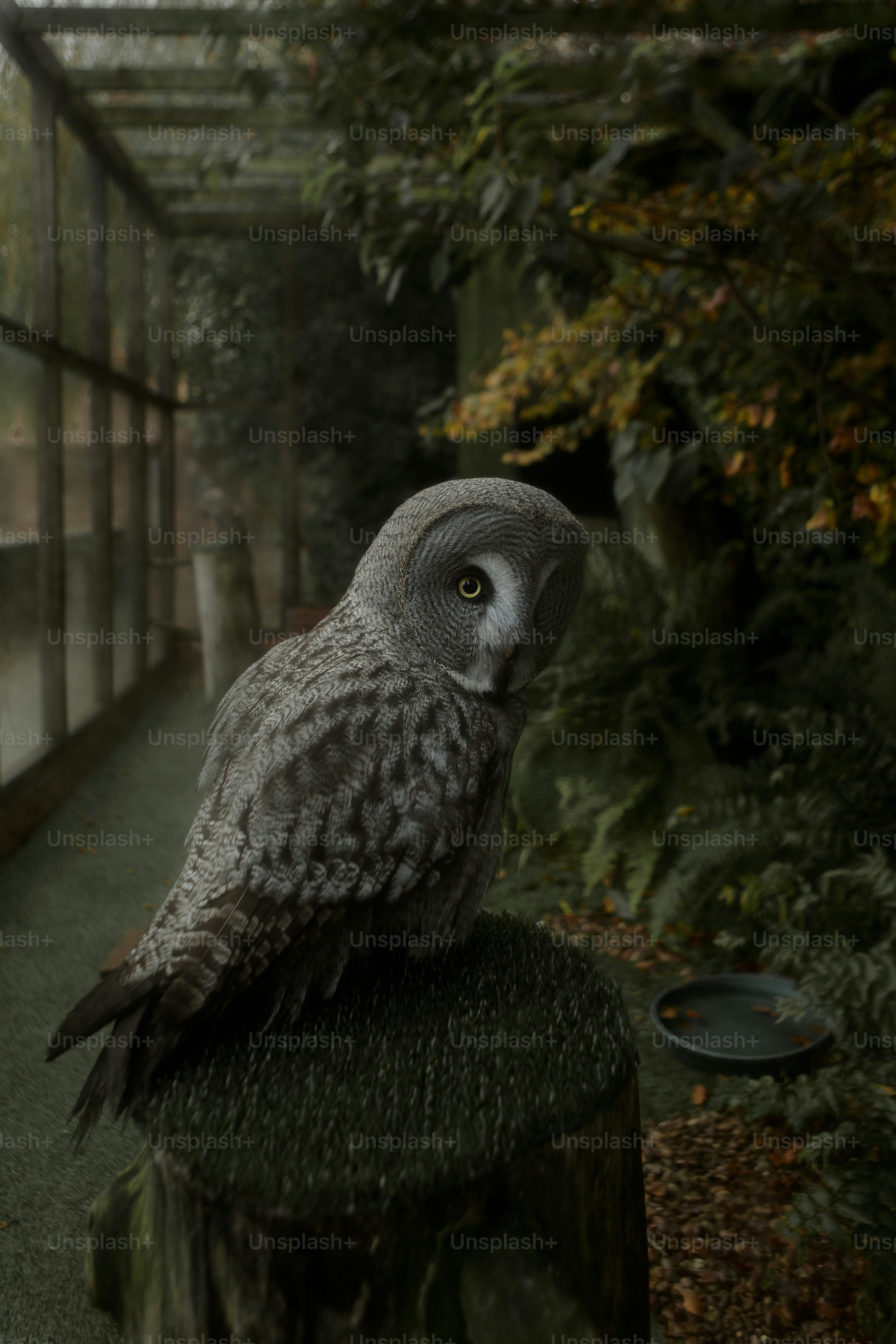 Un búho sentado en la cima de un tocón de árbol