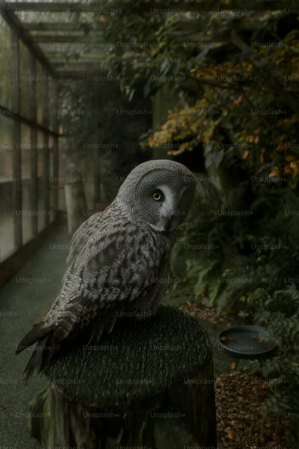 an owl sitting on top of a tree stump