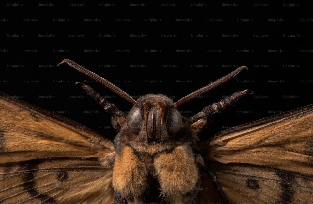 a close up of a moth on a black background