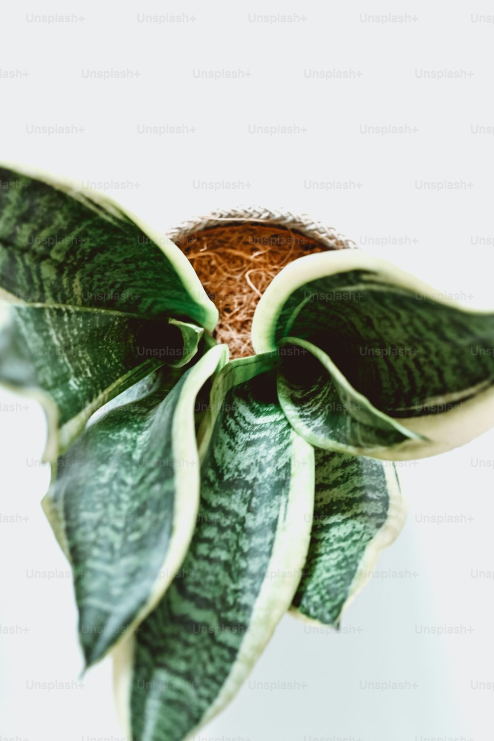um close up de uma planta com um fundo branco
