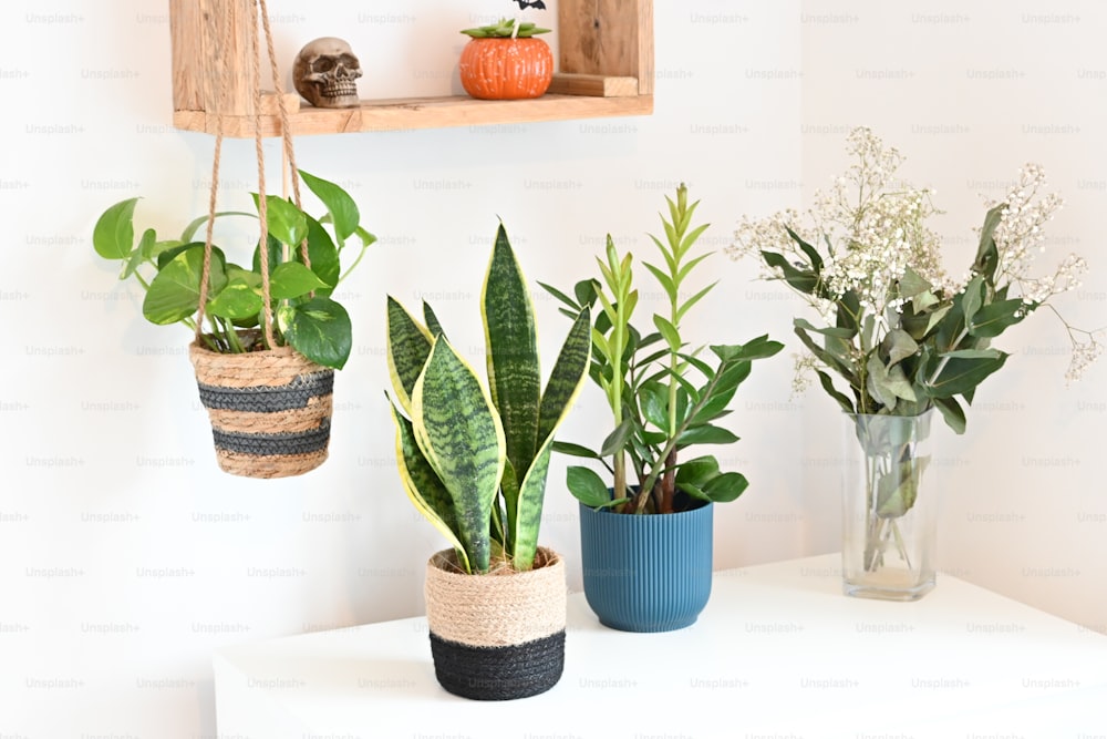 a collection of potted plants on a shelf