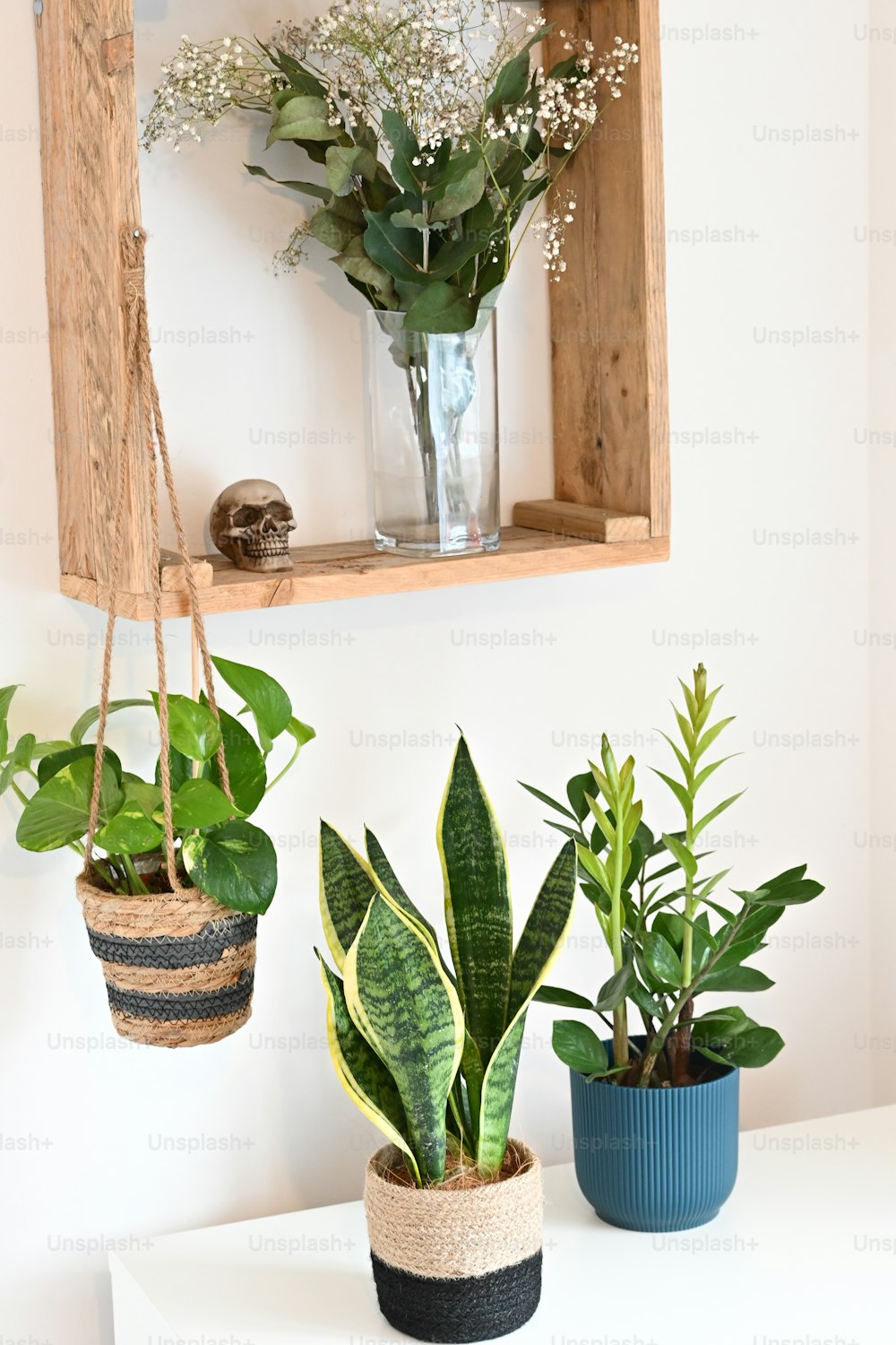 Tre piante in vaso sono sedute su uno scaffale