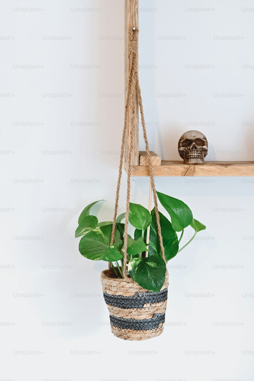 uma planta em vaso pendurada em uma prateleira de madeira