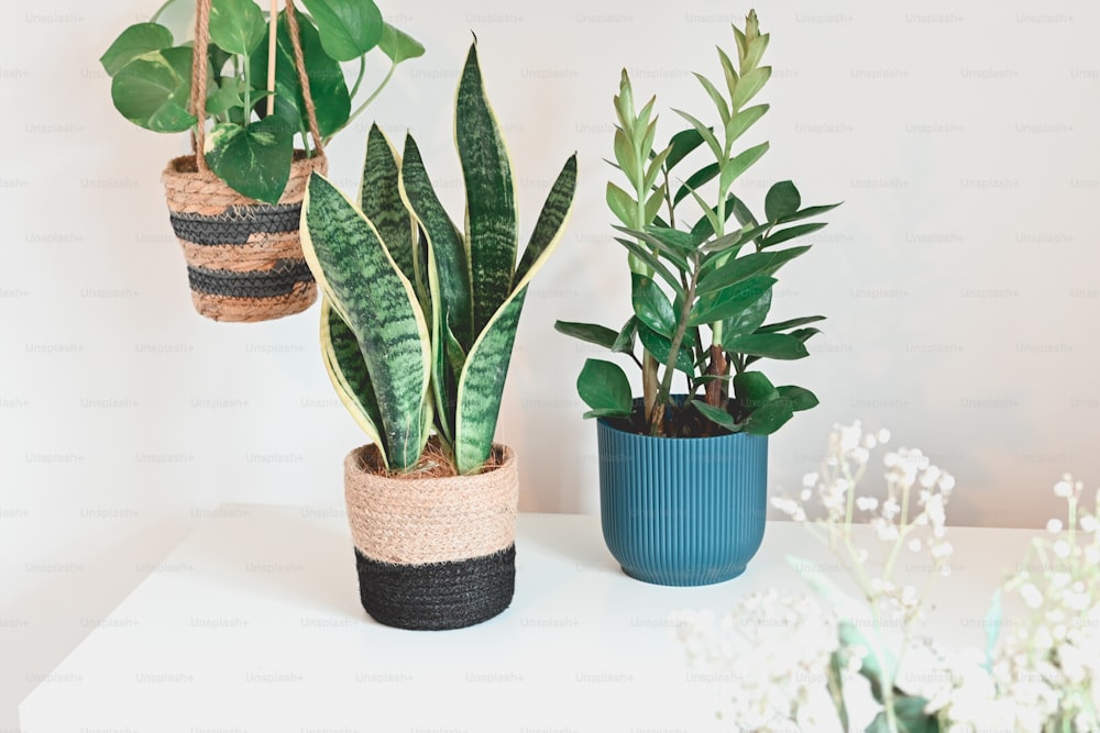three different types of house plants on a table