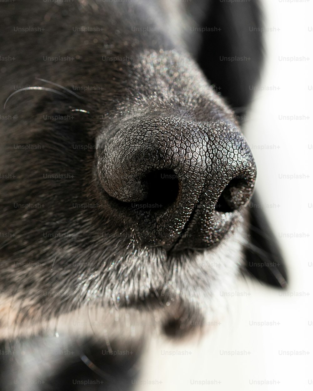 a close up of a dog's nose and nose