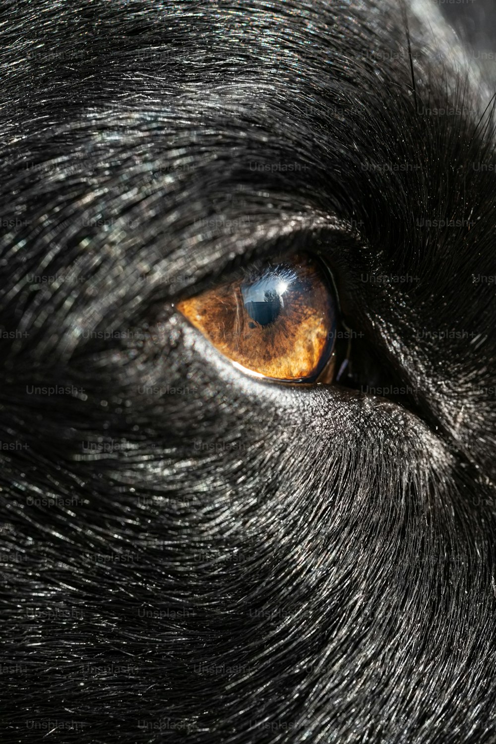 a close up of a black cat's eye