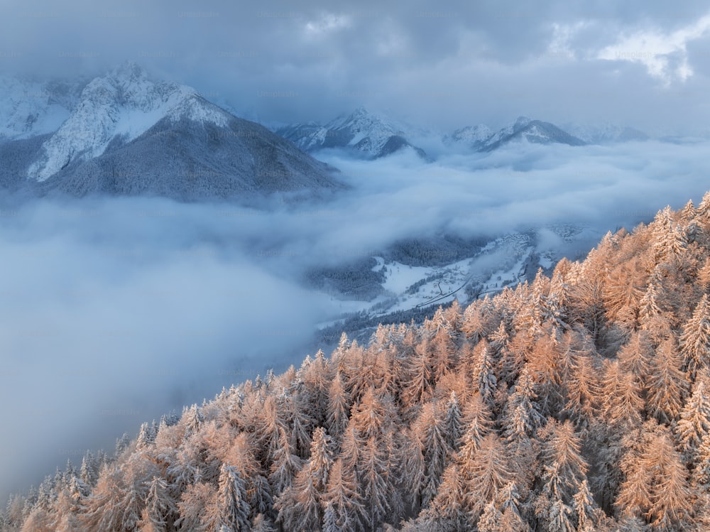 Ein schneebedeckter und von Bäumen umgebener Berg