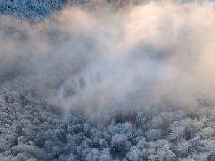 una veduta aerea di una foresta coperta di neve