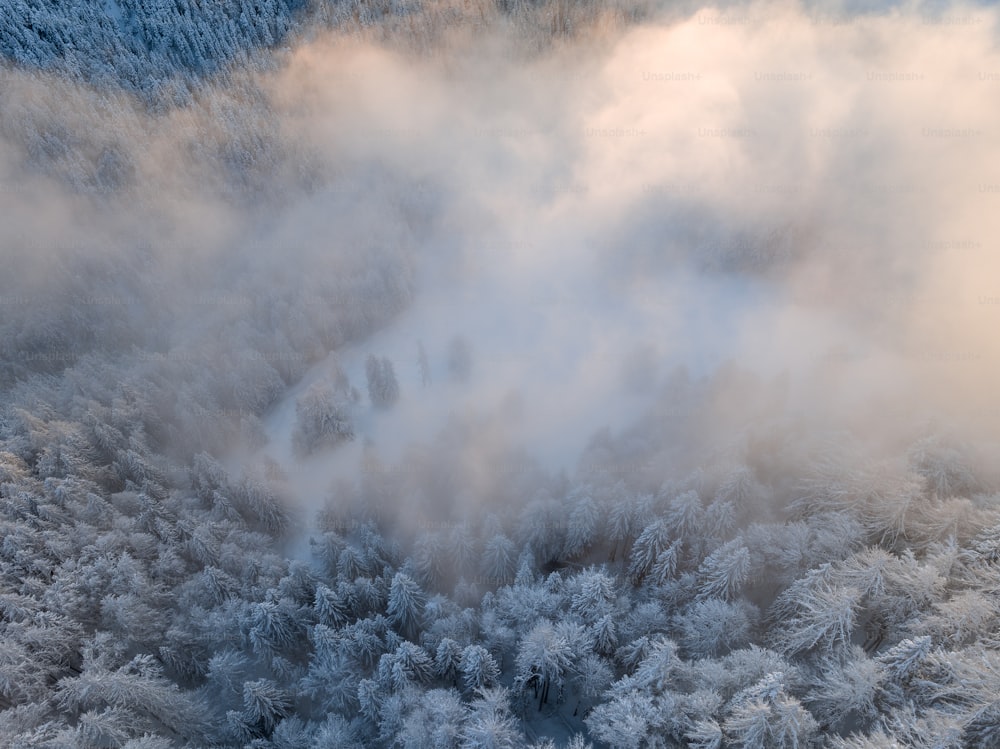 an aerial view of a forest covered in snow