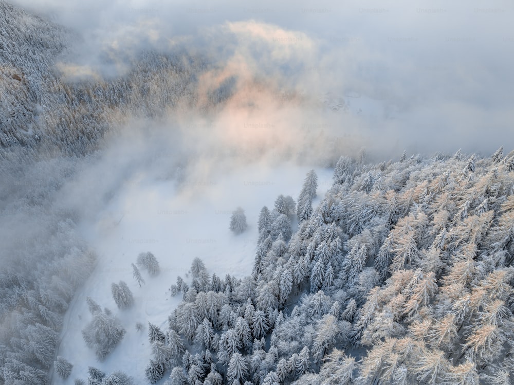 Luftaufnahme eines schneebedeckten Waldes