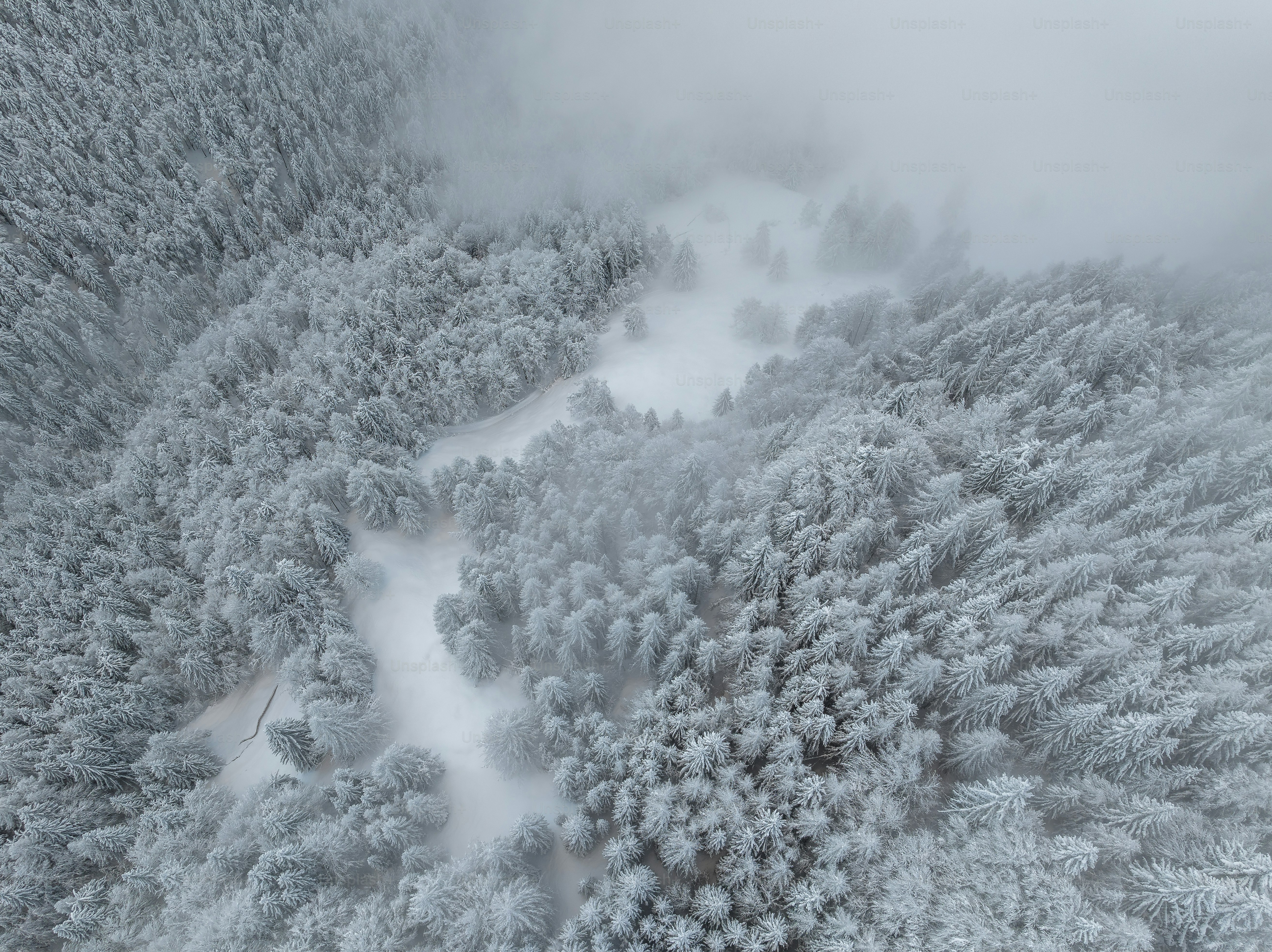 une vue aérienne d’une forêt enneigée