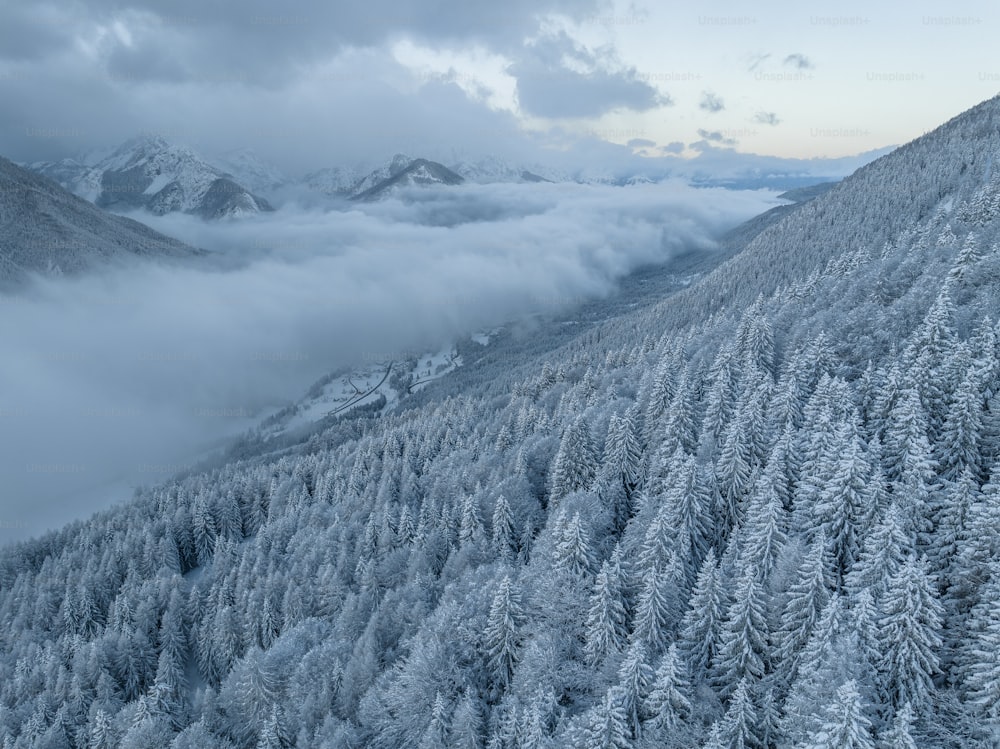 雪に覆われ、木々に囲まれた山