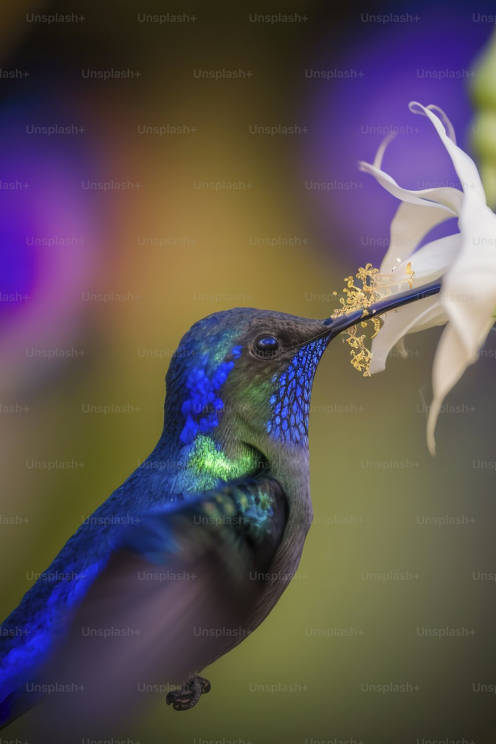 a hummingbird feeding from a white flower