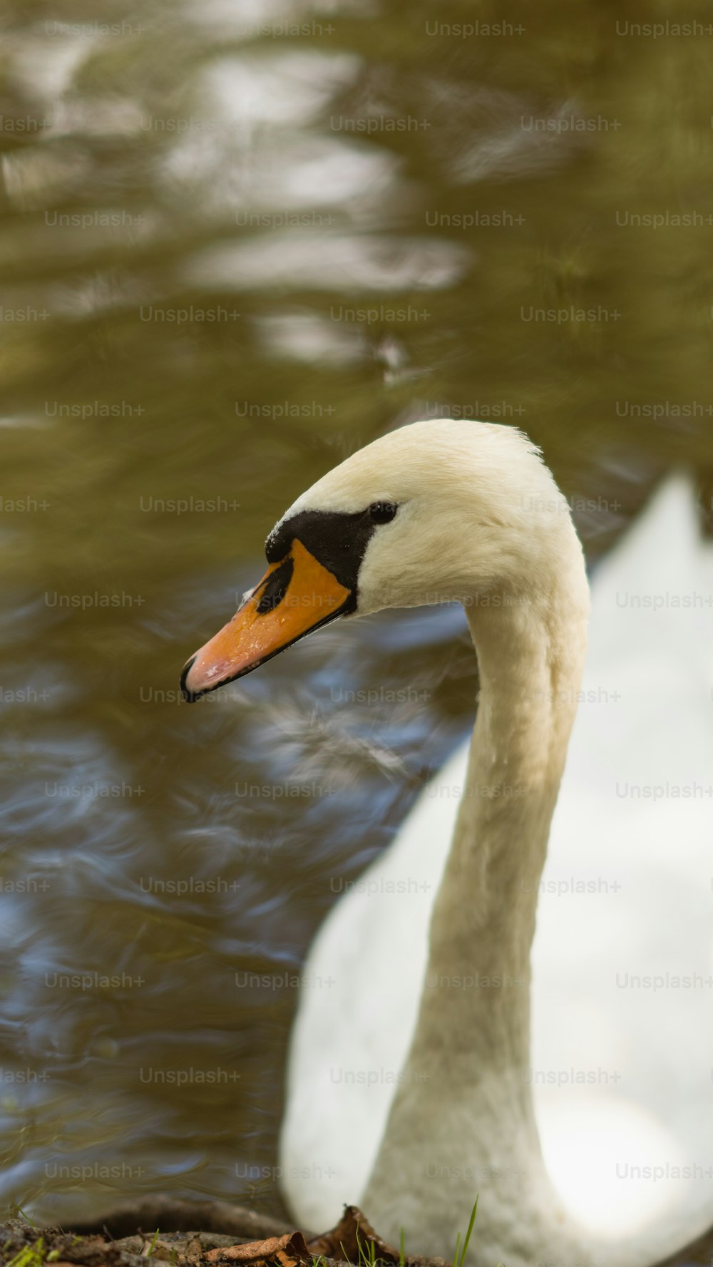 a white swan sitting on top of a body of water