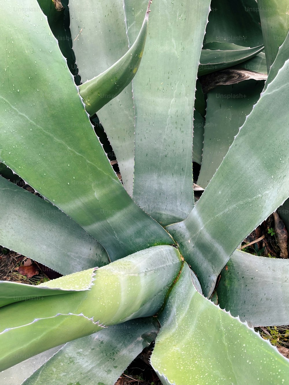 un gros plan d’une plante verte avec des feuilles