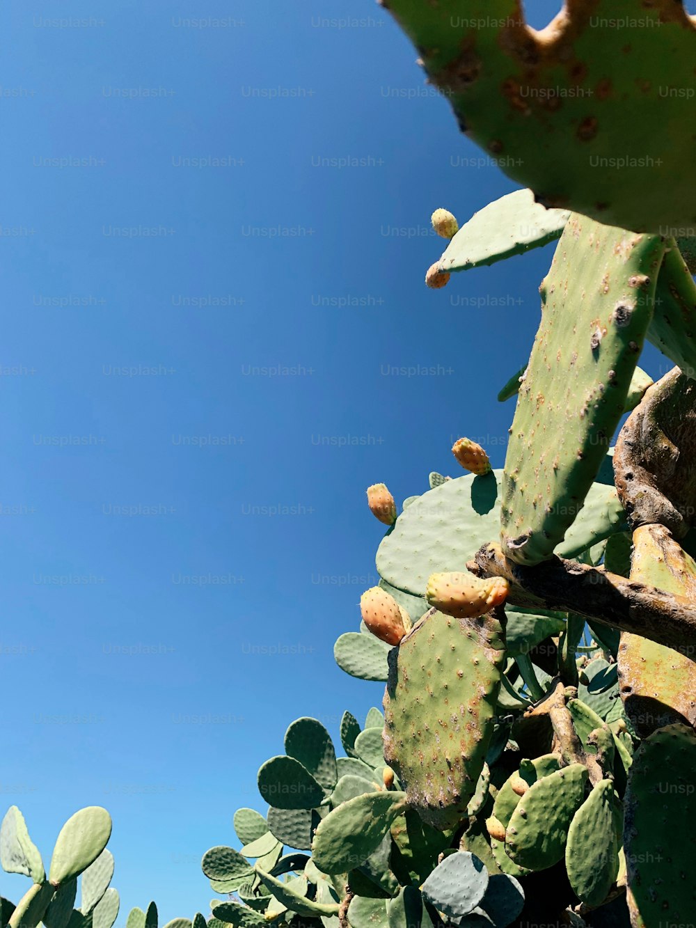 a cactus plant with a blue sky in the background