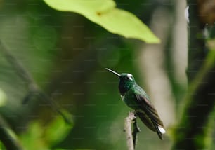 Un pequeño pájaro verde posado en una rama