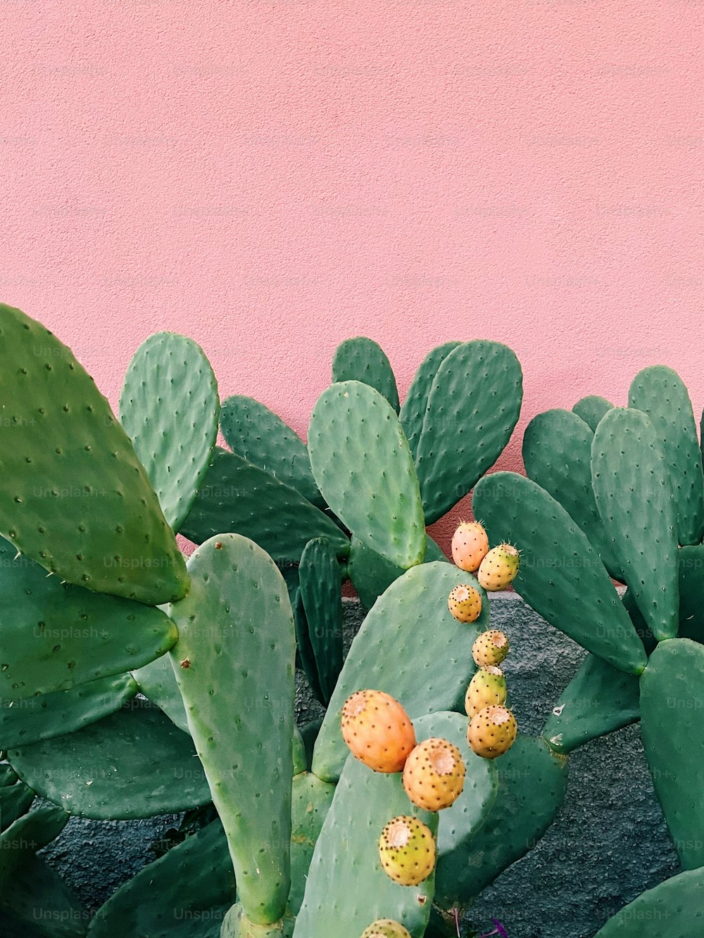 a group of cactus plants next to a pink wall