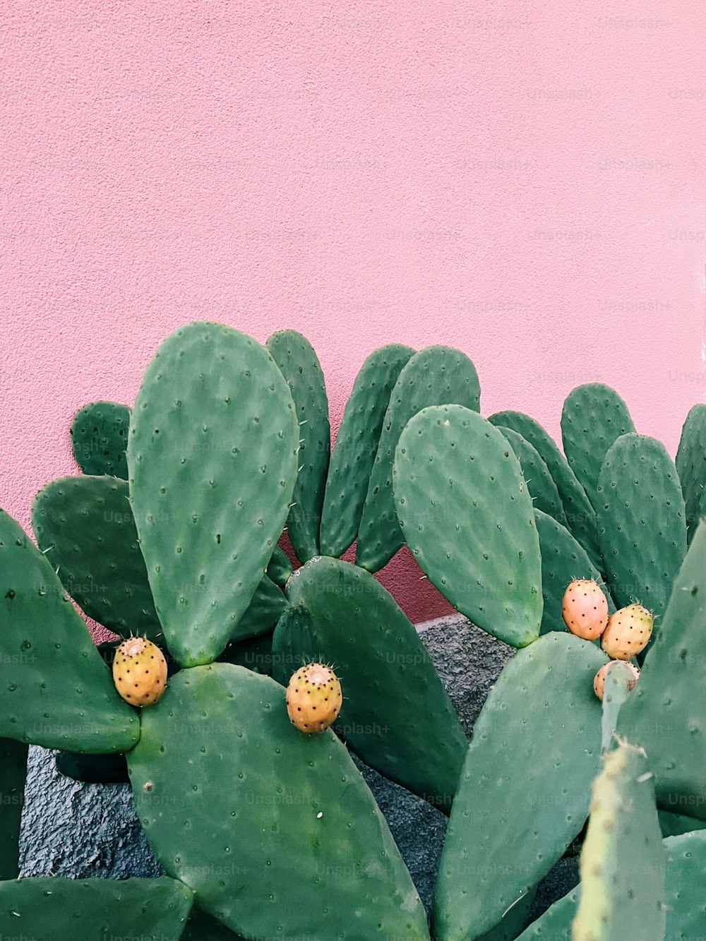 Eine Nahaufnahme einer Kaktuspflanze mit einer rosa Wand im Hintergrund