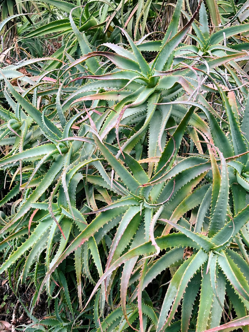 a close up of a plant with lots of leaves